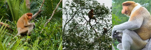 暢游碧海藍天，共筑團隊夢想&mdash;博皓沙巴風情之旅        -3