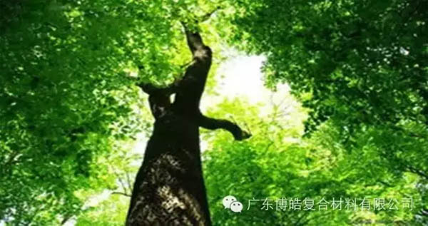 【博皓感悟】欲為大樹，莫與草爭-1